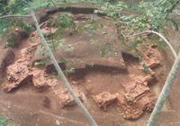 Candi Padangroco saat dilaksanakan pemugaran (dok Kemdikbud)