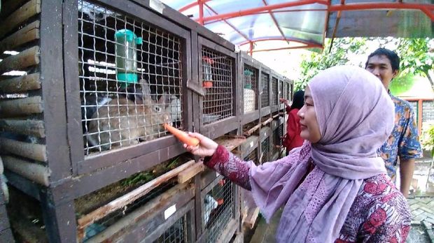 Diternakkan juga kelinci pedaging