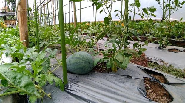 Surabaya Kini Punya Mini Agrowisata Main Ke Sana Yuk Surabaya Kini Punya Mini Agrowisata Main Ke Sana Yuk