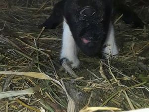 Domba Bermata Satu Hebohkan Warga Rempakbitung Sukabumi