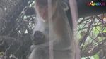 Gemas! Ini Bekantan yang Baru Lahir di Kebun Binatang Ragunan