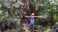 Jarak ketiga desa tersebut dari Namlea yakni lebih kurang 170 km, dengan waktu tempuh 3 hingga 4 jam perjalanan. Terdapat 350 Kepala Keluarga (KK) di ketiga desa tersebut dengan mata pencaharian mayoritas yaitu bertani. Pool/PLN Wilayah Maluku dan Maluku Utara.