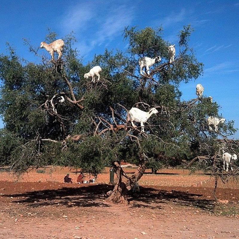 Foto: Kamu Nggak Salah Lihat, Ini Pohon Kambing