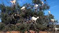 Fenomena pohon kambing ini sebenarnya adalah hal yang lumrah dan bisa dijelaskan secara ilmiah. Faktanya, pohon kambing ini disebut sebagai pohon argan (hattaong/Instagram)