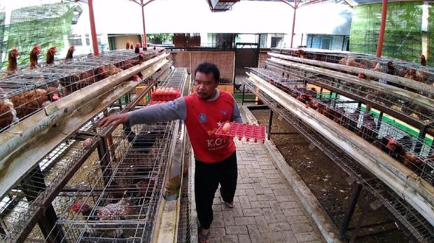 Ada juga peternakan ayam petelur