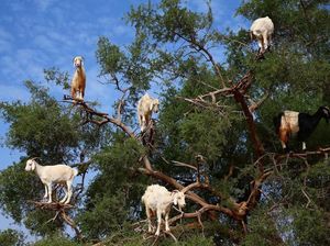 Foto: Kamu Nggak Salah Lihat, Ini Pohon Kambing