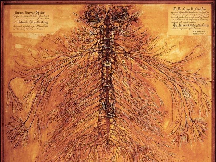 Butuh waktu sekitar 1.500 jam untuk dua mahasiswa kedokteran mengoperasi seluruh sistem saraf manusia. (Foto: Live Science/Museum of Osteopathic Medicine) Butuh waktu sekitar 1.500 jam untuk dua mahasiswa kedokteran mengoperasi seluruh sistem saraf manusia. (Foto: Live Science/Museum of Osteopathic Medicine)