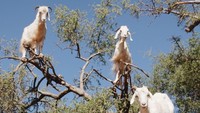 Petani pun memanfaatkan kawanan kambing pemburu buah argan ini untuk memanen kebun argan mereka. Namun bila buah belum masak benar, kambing-kambing ini akan dikandangkan dan dilarang masuk ke kebun (xoxodenise/Instagram)