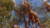Demi mendapatkan buah argan, kambing-kambing ini memanjat pohon hingga ke percabangan paling ujung sekalipun. Layaknya monyet, kawanan kambing ini sanggup menjaga keseimbangan di pucuk pohon (chantel_elloway/Instagram)