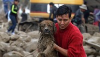 Anjing ini diselamatkan dari sela-sela batu dan lumpur.