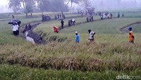Jokowi melintas di pematang sawah yang licin akibat diguyur hujan.