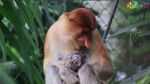 Gemas! Ini Bekantan yang Baru Lahir di Kebun Binatang Ragunan