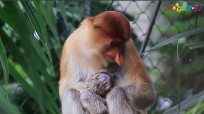 Gemas! Ini Bekantan yang Baru Lahir di Kebun Binatang Ragunan