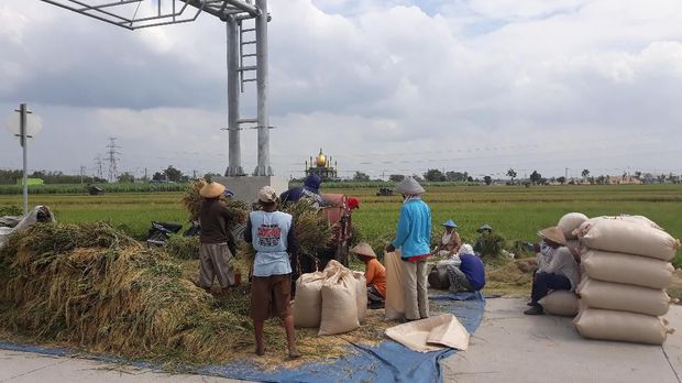 Petani Ngawi sedang memanen padi
