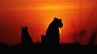 Padang savana dan binatang liar di Kenya juga tak kalah mempesona ketika sunset tiba. Bayang-bayang alam dan hewan liar akan menjadi objek menarik dengan latar cakrawala yang berwarna jingga. (Thinkstock)