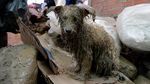 Foto: Saat Anjing-anjing Diselamatkan dari Banjir