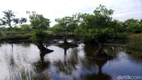Bukan tanpa alasan, dari pantauan detikFinance, akses dari pusat Kabupaten Cilacap menuju Desa Ujung Alang Kampung Laut begitu jauh. Desa Kampung Laut hanya bisa diakses  menggunakan perahu dari Pelabuhan Sleko Kabupaten Cilacap dengan durasi 2 jam, itu pun dengan perjalanan menantang membelah sungai dan rawa-rawa.