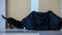 Namun, tugas para anjing pelacak ini baru benar-benar terasa ketika gempa Taiwan 6,4 SR beberapa waktu lalu.