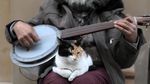 Foto: Istanbul, Kota Kucing Liar
