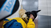Dua di antara anjing-anjing itu adalah Tie Hsiung (kiri) dan Tuei Tuei (kanan).