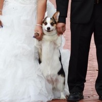 Bukan tamu dan keluarga saja, anjing peliharaan ini juga tak mau ketinggalan berpartisipasi pesta pernikahan. Foto: Reddit/Imgur