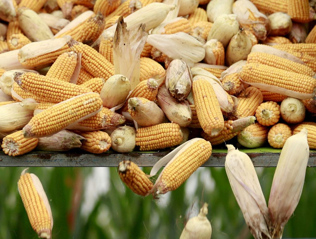 FILE PHOTO: A harvester unloads corn to a cargo truck at a farm in Gaocheng, Hebei province, China, September 30, 2015. REUTERS/Kim Kyung-Hoon/File Photo