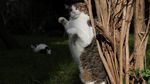 Foto: Istanbul, Kota Kucing Liar