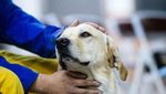 Tuei Tuei-Tie Hsiung, Anjing di Balik Pencarian Korban Gempa Taiwan