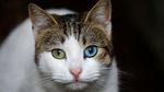 Foto: Istanbul, Kota Kucing Liar