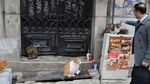Foto: Istanbul, Kota Kucing Liar