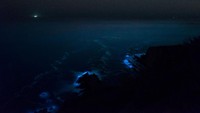 Hingga saat ini, bioluminesensi telah ditemukan secara alami pada berbagai macam makhluk hidup seperti jamur, bakteri, dan organisme di perairan (Foto: Brian Mack/Handout via REUTERS)