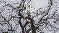 Berjalan-jalan di desa penuh salju ini sungguh pengalaman yang asyik, apalagi kalau traveler datang dari negara tropis (Fitraya/detikTravel)