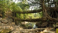 Salah satunya adalah jembatan akar double decker. Di sebut demikian karena jembatan ini memiliki 2 jalan. Yang agak ke atas pohon, yang lainnya tepat dibawah. Mirip bus double decker. (Thinkstock)