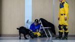Tuei Tuei-Tie Hsiung, Anjing di Balik Pencarian Korban Gempa Taiwan