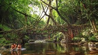 Akhirnya pada 180 tahun lalu, para tetua suku Khasi mencoba untuk membangun jembatan dengan cara yang berbeda. Solusinya mereka temukan dalam akar pohon karet. (Neelima Vallangi/BBC)