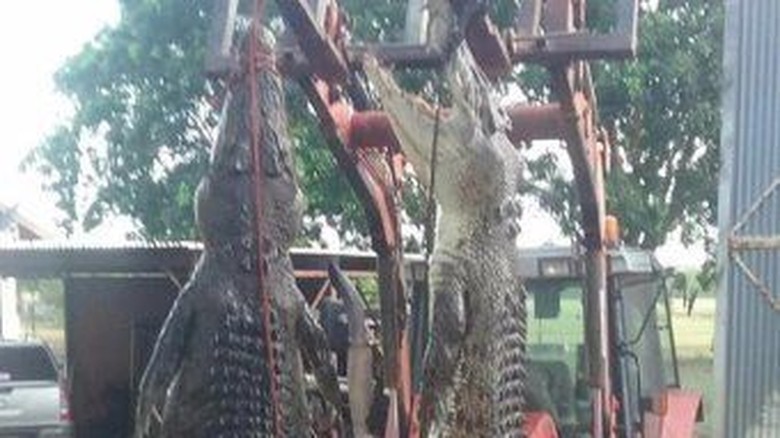 Buaya Makin Sering Ditemukan Memangsa Ternak di NT Buaya Makin Sering Ditemukan Memangsa Ternak di NT
