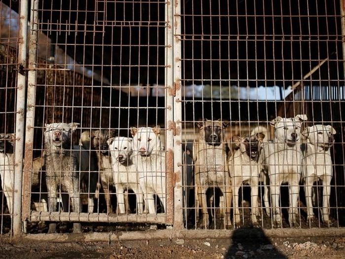 Dianggap Haram Pemilik Restoran Ini Tolak Beri Sisa Makanan Untuk