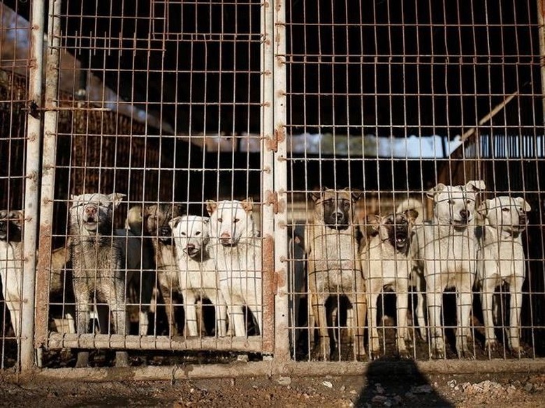 Dianggap Haram, Pemilik Restoran Ini Tolak Beri Sisa Makanan untuk Anjing Dianggap Haram, Pemilik Restoran Ini Tolak Beri Sisa Makanan untuk Anjing