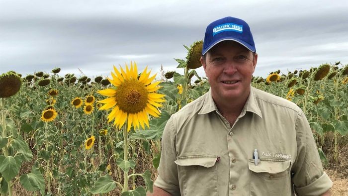 Petani Bunga Matahari di Queensland Kesal Turis Datang Untuk Selfie