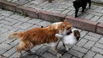 Foto: Istanbul, Kota Kucing Liar