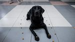 Tuei Tuei-Tie Hsiung, Anjing di Balik Pencarian Korban Gempa Taiwan