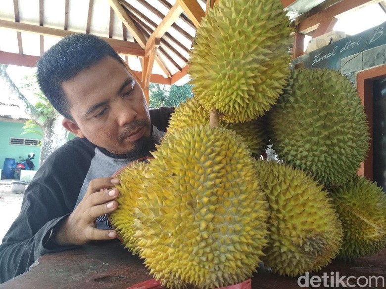 Ayo ke Trenggalek, Saatnya Berburu Durian! Ayo ke Trenggalek, Saatnya Berburu Durian!