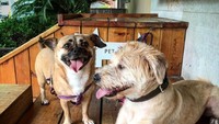 Asyiknya yang punya anjing peliharaan ada tempat khusus bagi mereka. Anda bisa ngopi dan bermain bersama anjing kesayangan.Foto: Istimewa