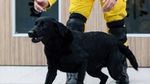 Tuei Tuei-Tie Hsiung, Anjing di Balik Pencarian Korban Gempa Taiwan