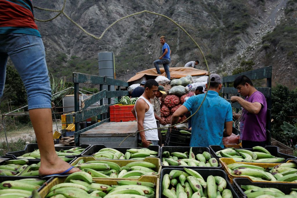 Workers move plastic baskets filled with plantain from a farmer's truck to Humberto Aguilar's truck at his house in La Grita, Venezuela January 29, 2018. REUTERS/Carlos Garcia Rawlins SEARCH 