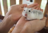 Unggah Video Hamster Makan Es Krim, Channel YouTube Ini Diserang Netizen
