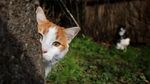 Foto: Istanbul, Kota Kucing Liar