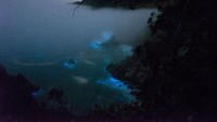 Bioluminesensi di pesisir California ini akibat akumulasi pertumbuhan yang cepat dari fitoplankton.  (Foto: Brian Mack/Handout via REUTERS)