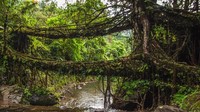 Setelah dibuat kerangkanya, akar pohon ini tetap di rawat sampai dirasa mampu untuk menahan bobot manusia. Untuk bisa kuat, akar pohon harus dirawat sekitar 15-20 tahun. Semakin lama umurnya, jembatan ini justru akan semakin kuat. Jembatan akar paling kuat berusia ratusan tahun lho! (Neelima Vallangi/BBC)