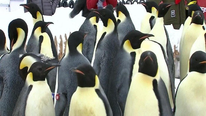 Lebih dari 40 penguin kaisar dapat dilihat dari dekat di Ocean Park Dalian Laohutan, China. Pemandangan ini bikin senang pengunjung.